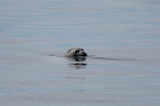 Harbor Seal