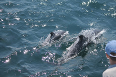 Atlantic White Sided Dolphins