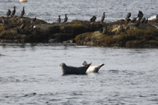 Harbor Seal