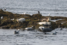 Harbor Seal