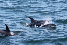 Atlantic White Sided Dolphins