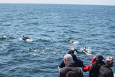 Atlantic White Sided Dolphins