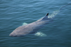 Basking Shark