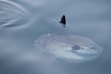 Ocean Sunfish