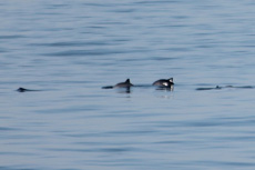 Harbor Porpoise