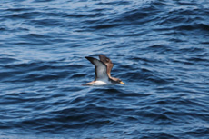 Sea Birds