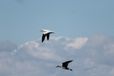 Sea Birds