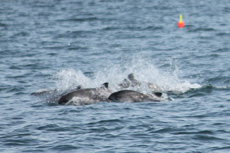 Harbor Porpoise