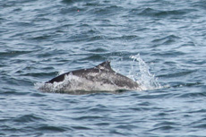 Harbor Porpoise