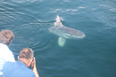 Ocean Sunfish