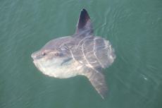 Ocean Sunfish