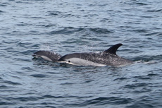 Atlantic White Sided Dolphins