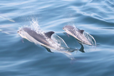 Atlantic White Sided Dolphins