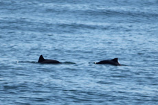 Harbor Porpoise
