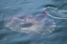 Ocean Sunfish