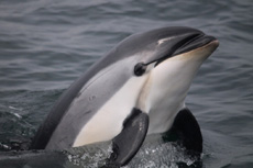 Atlantic White Sided Dolphins