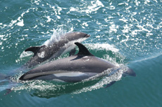 Atlantic White Sided Dolphins