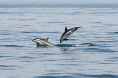 Atlantic White Sided Dolphins