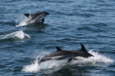 Atlantic White Sided Dolphins