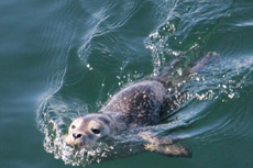 Harbor Seal